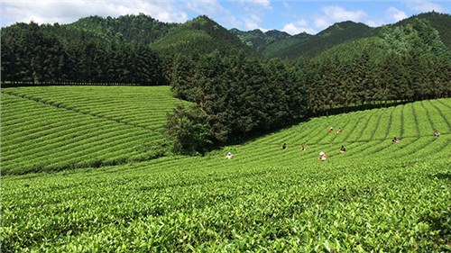 農(nóng)業(yè)部牽頭成立中國(guó)茶產(chǎn)業(yè)聯(lián)盟，公司選為副理事長(zhǎng)單位