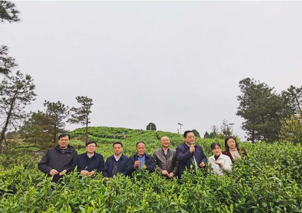 公司負(fù)責(zé)人陪同省供銷社、湘西州領(lǐng)導(dǎo)一行調(diào)研我司青干村茶葉扶貧示范基地
